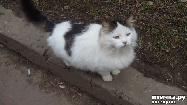 ���� 1: ����������� ��������