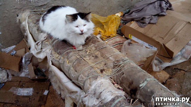 ���� 5: ����������� ��������