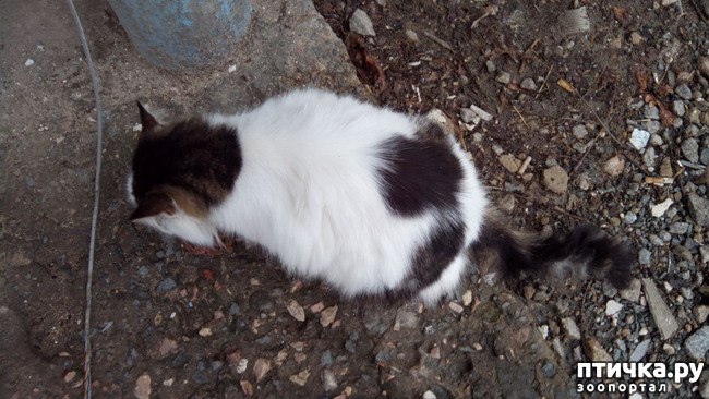 ���� 7: ����������� ��������