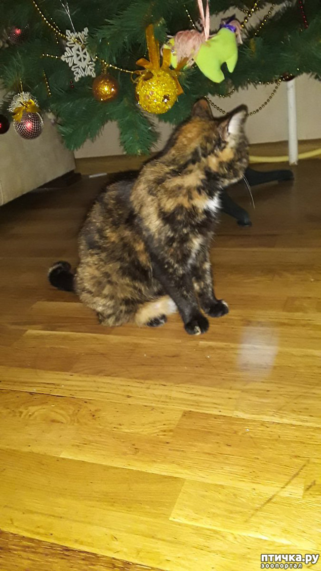 ���� 5: ����������� ������ �� ���������