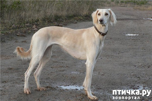 ����: ������ ������ ����