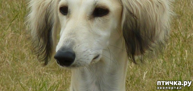 фото 3: Собака породы тазы