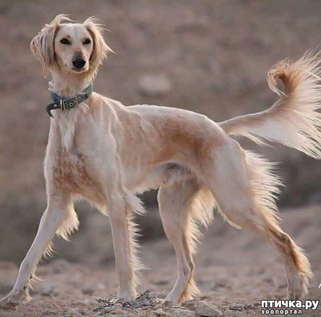 фото 6: Собака породы тазы