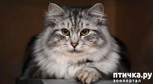 ����: ����� ������ ����...