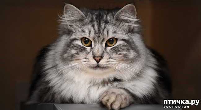 ���� 1: ����� ������ ����...