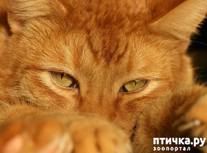 фотография: Сказка Кот-ворюга - Паустовский К. Г. фото: Сказка Кот-ворюга - Паустовский К. Г.