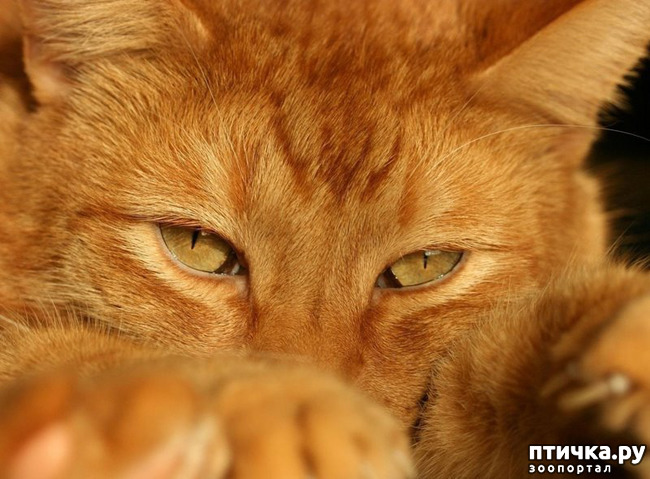 ���� 1: ������ ���-������ - ����������� �. �.