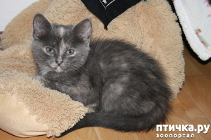 ����: ������ � �������, ������� ����� � ����� ������� �����