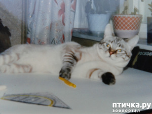 ����: "�ר��� ���" - ����������� ������