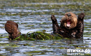 фотография: Для хорошего настроения фото: Для хорошего настроения