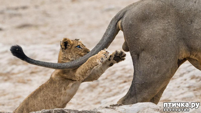 ���� 11: ��� �������� ����������