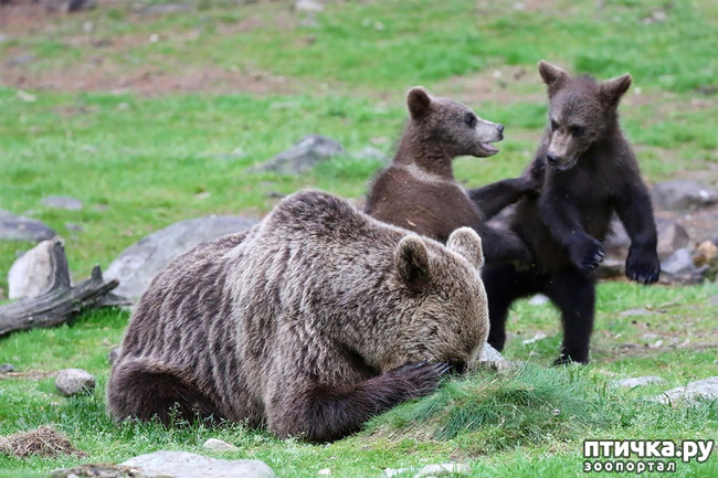 ���� 13: ��� �������� ����������