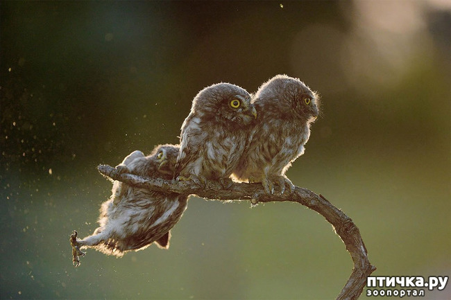 ���� 18: ��� �������� ����������