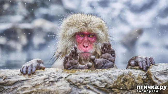 ���� 19: ��� �������� ����������