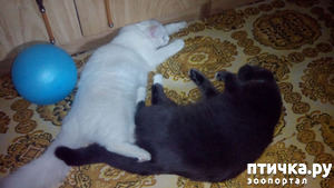 фотография: Мурчик атакует фото: Мурчик атакует