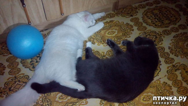 ���� 1: ������ �������