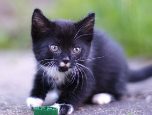 фотография: Бравый и его друзья - ч.2 фото: Бравый и его друзья - ч.2