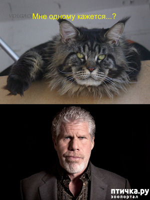 фотография: Кое-что о реинкарнации... фото: Кое-что о реинкарнации...