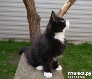 фотография: Бравый и его друзья - ч.3 фото: Бравый и его друзья - ч.3