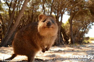фотография: Самое добродушное животное на земле. Квокка. фото: Самое добродушное животное на земле. Квокка.