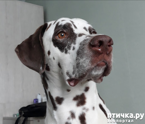 фотография: Конопатый. Результаты гистологии. фото: Конопатый. Результаты гистологии.