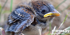 фотография: Бравый и его друзья - ч.5 фото: Бравый и его друзья - ч.5