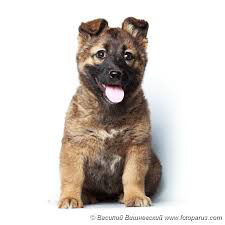 ���� 1: ������ ������� ����������.. � ��� �������???