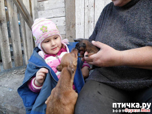 фотография: Любовь к животным-великолепный стимул вырасти хорошим человеком.. (Листая старый дневник) фото: Любовь к животным-великолепный стимул вырасти хорошим человеком.. (Листая старый дневник)