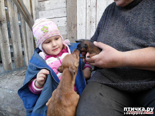 ���� 1: ������ � ��������-������������ ������ ������� ������� ���������.. (������ ������ �������)