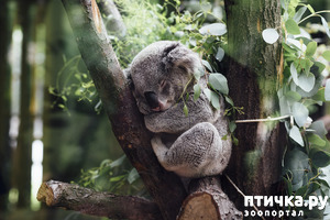 фотография: Коала - австралийский плюшевый "мишка" фото: Коала - австралийский плюшевый "мишка"