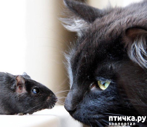 ����: ������ � ��� ������ - �.8