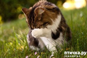 фотография: Сказка "Почему кот только после завтрака моется?" фото: Сказка "Почему кот только после завтрака моется?"