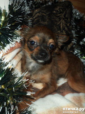 ����: �������� - ��������� � ������ ��������