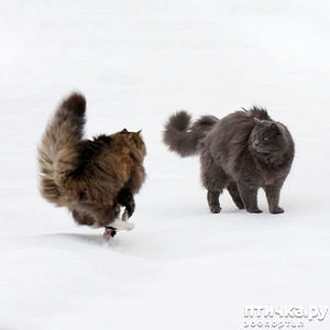 ����: ����� �������� - ������ ������