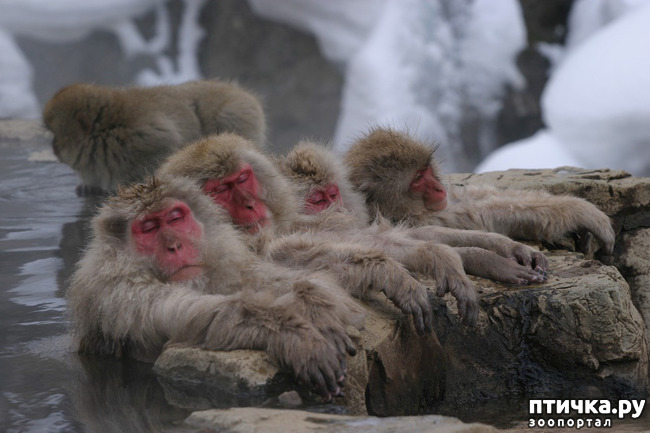 фото 1: Снежные обезьяны - вся жизнь в парной