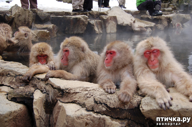 фото 10: Снежные обезьяны - вся жизнь в парной