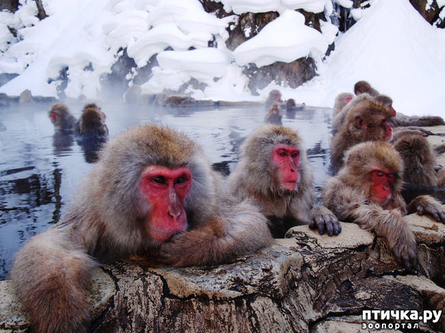 фото 12: Снежные обезьяны - вся жизнь в парной