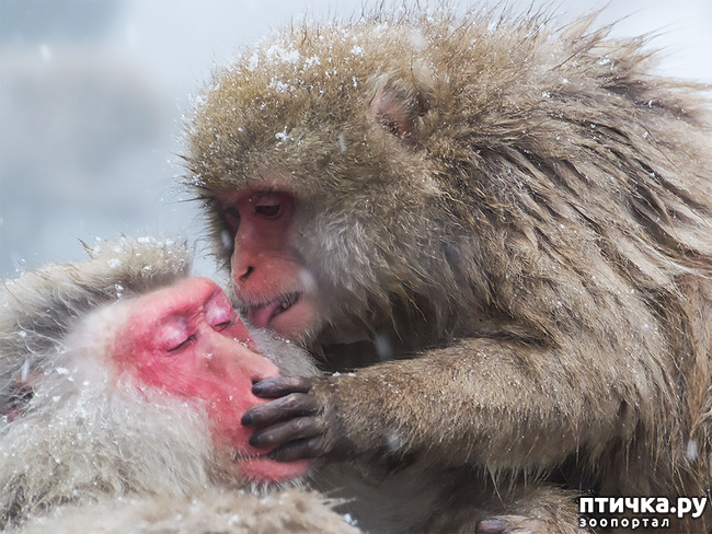 фото 16: Снежные обезьяны - вся жизнь в парной