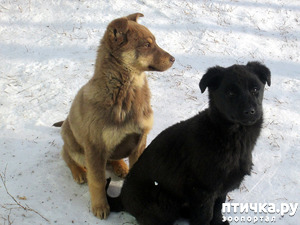 ����: ��� ���������-������� ���������������!