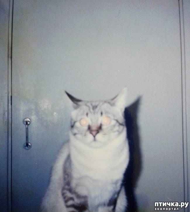 фото 4: Мои любимые коты ( Маркиз )