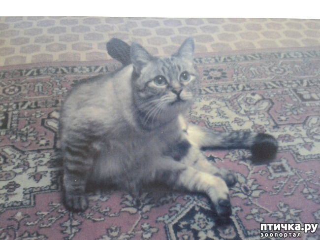 фото 6: Мои любимые коты ( Маркиз )
