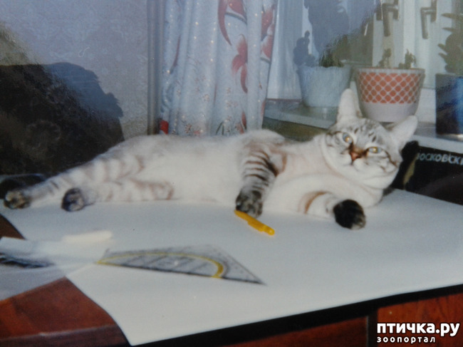фото 7: Мои любимые коты ( Маркиз )