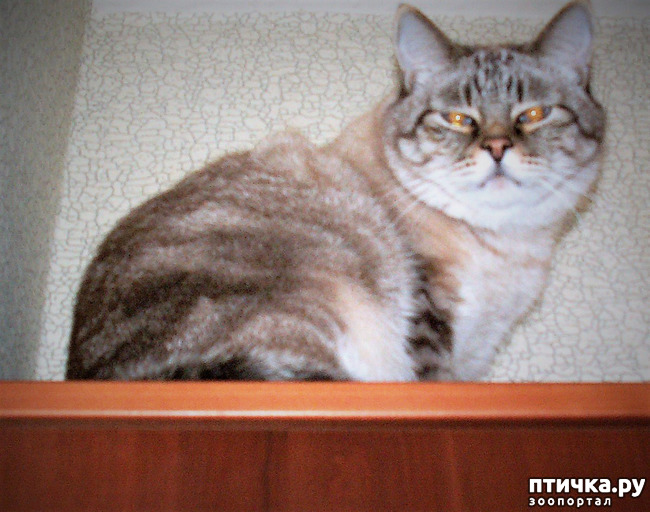 фото 8: Мои любимые коты ( Маркиз )