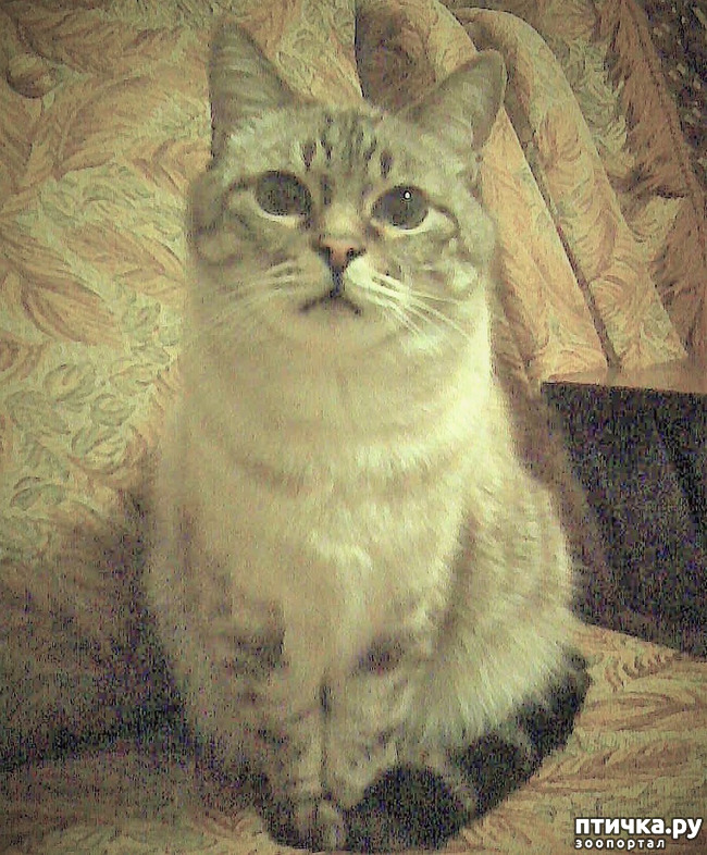 фото 9: Мои любимые коты ( Маркиз )