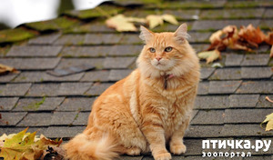 фотография: Спасение кота через два года заточения фото: Спасение кота через два года заточения