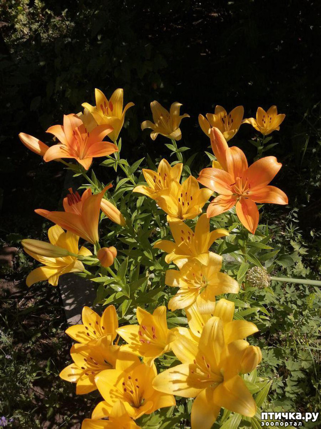 ���� 3: ��� ����������. �����, �������, �������, �������, ����������, �������� � ����.