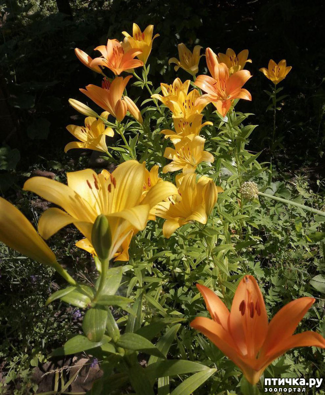 ���� 4: ��� ����������. �����, �������, �������, �������, ����������, �������� � ����.