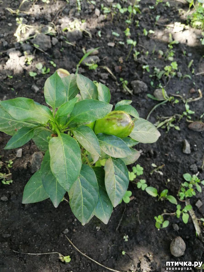 ���� 18: ��� ����������. �����, �������, �������, �������, ����������, �������� � ����.