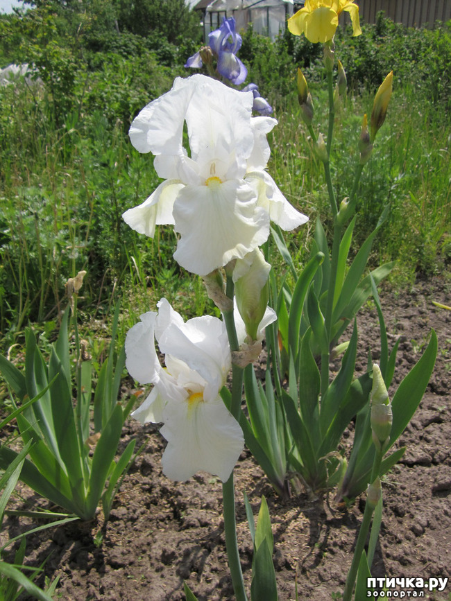 ���� 15: �� ���� ��, � �������