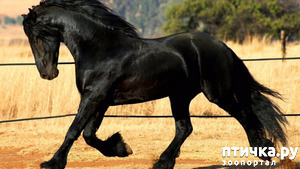 фото: Фризская лошадь: гордость рыцарства, достояние королей и черная жемчужина Голландии